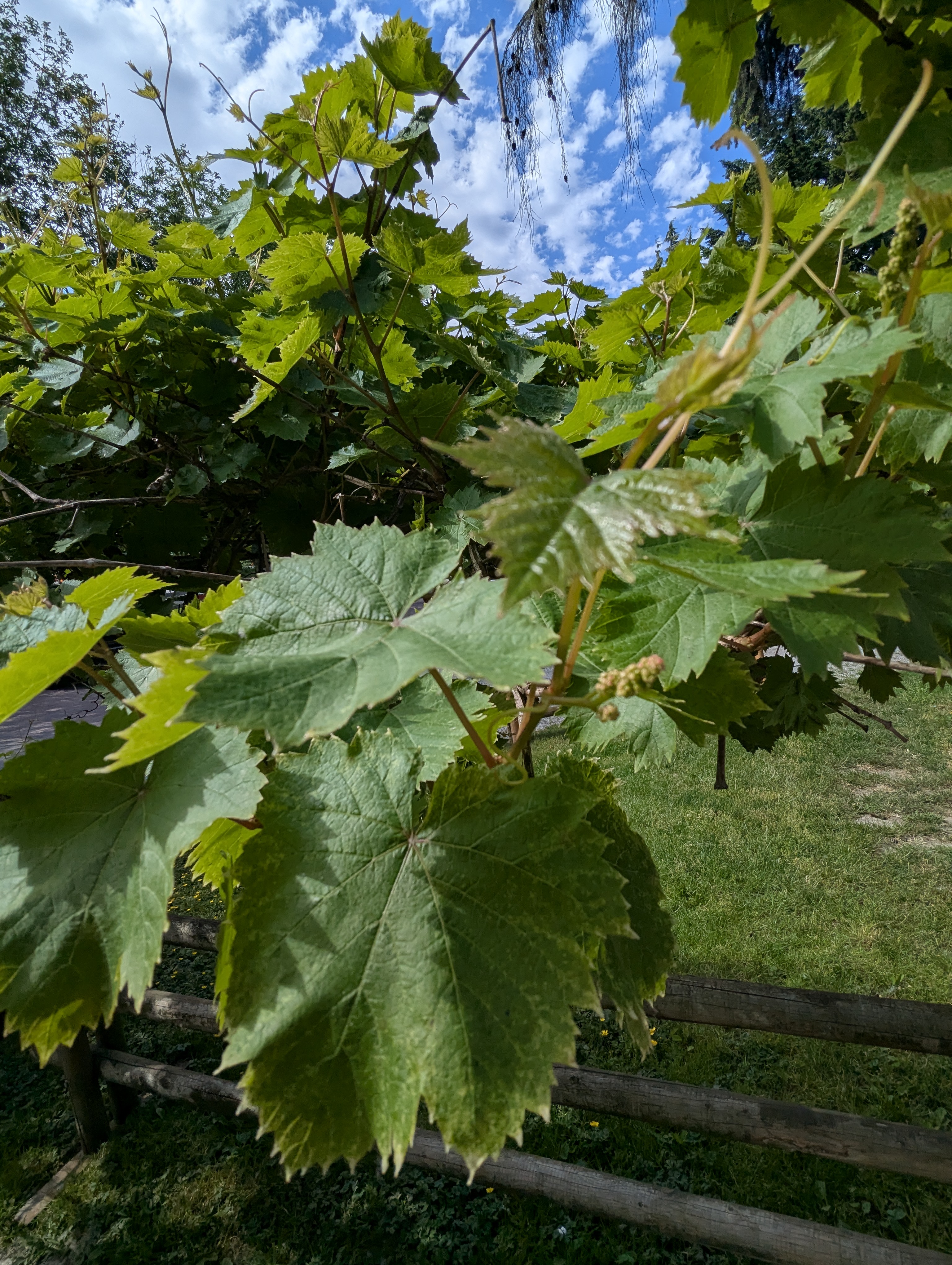 Birthday Trip to Canada, Country Vines Winery, Richmond, British Columbia